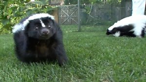 1.7M views · 10K shares | Would ever have a skunk for a pet? | Animal Planet | Facebook