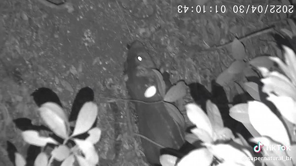 Paca: A Fascinating Look at Brazil's Wildlife