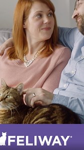 169 reactions · 23 shares | FELIWAY - Find out more | Feliway | Facebook