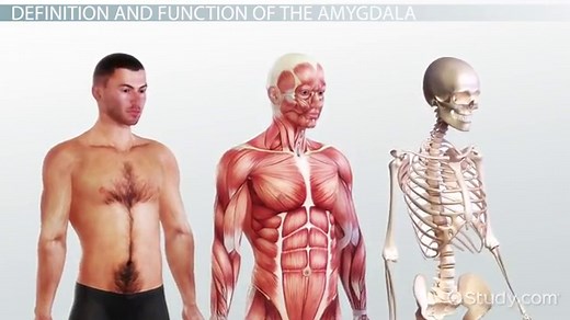 Amygdala | Definition, Function & Location