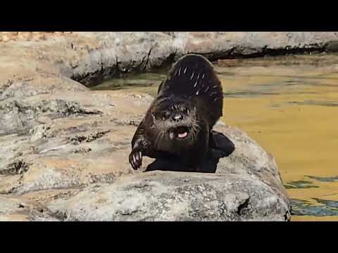 River Otters eating fish & Flamingos at Flamingo gardens