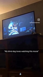 17K views · 597 reactions | # Funny Videos # Funny dogs # Watching scary movies with my puppy  | Tony Goh | Facebook