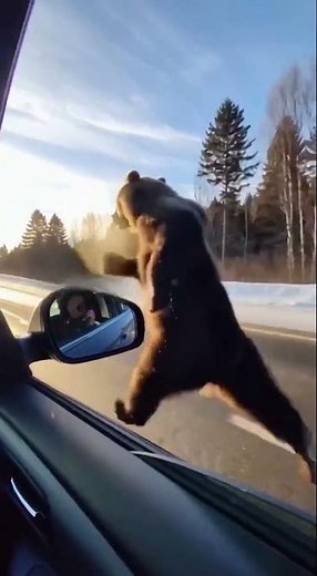 Bear Runs Faster Than Our Car!