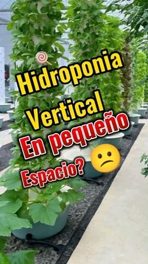 🌱 Descubre el futuro de la agricultura con nuestro sistema hidropónico vertical. 🌿 @huertos_hidroponico Olvídate de la tierra y cultiva tus propias plantas de manera eficiente y sostenible. 💧💡 Con nuestra tecnología innovadora, podrás cultivar una gran variedad de vegetales frescos en espacios reducidos. 🥬🍅🥦 ¡No necesitas ser un experto en jardinería para disfrutar de los beneficios de la hidroponía! 💪💚 Comenta si quieres aprender más sobre este revolucionario método de cultivo y juntos