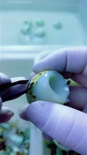 Removing boiled quail egg shells cleanly and quickly
