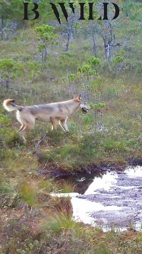 Wild Wolf in Alaska's Natural Habitat