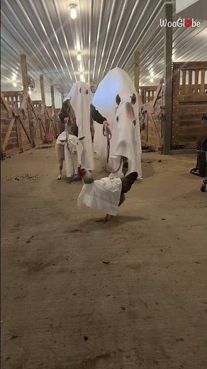 Horse Halloween Fun: Farm Adventures with Goat & Chicken || WooGlobe