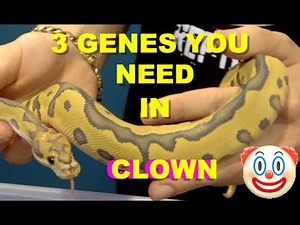 3 Genes you Need In Your Clown Ball Python Projects!