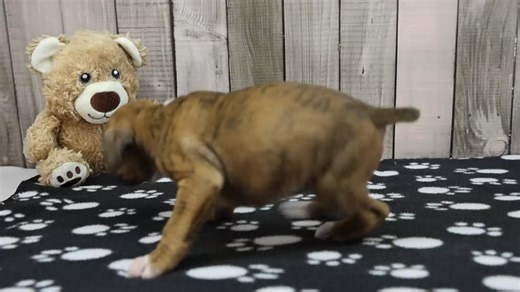 Boxer puppy for sale