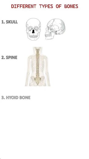 Part1 Types of bones#learning
