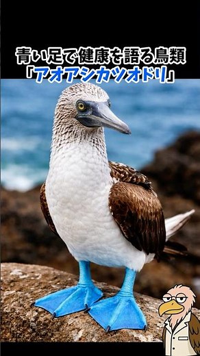 Blue Feet That Signal Health – Blue-footed Booby | Don't Underestimate Birds