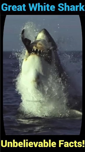Great White Shark: Unbelievable Facts You Never Knew!