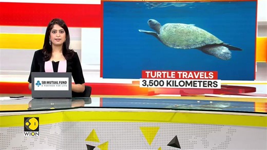 Olive Ridley turtle breaks migration record