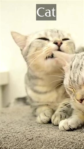 Cat 🔊Sound || All about animal sounds #shorts