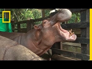 Drug Kingpin Pablo Escobar’s Hippos Are Alive and Well | National Geographic