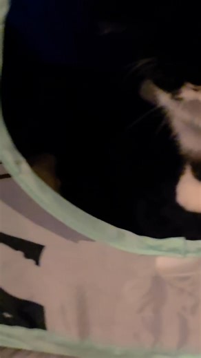 2.4K views · 218 reactions | Baby Howard likes his new tunnel house. He was smacking the toys out of my hands. He was like nope only me in the new toy house He is so cute #persiancats #exoticshorthair #PersianKittenLove | Clyde and company Persian cats | Facebook