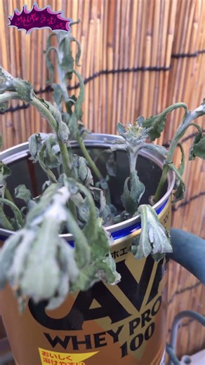 Zaren's Weed Suspicion Super Observation Diary, Day 102: "Losing Density" #Shorts