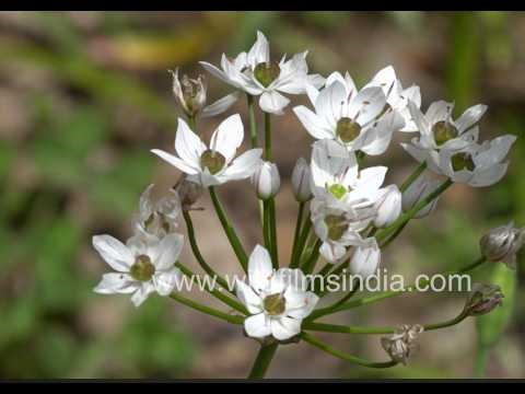 Allium neapolitanum flowers blooming in Orchard garden setting