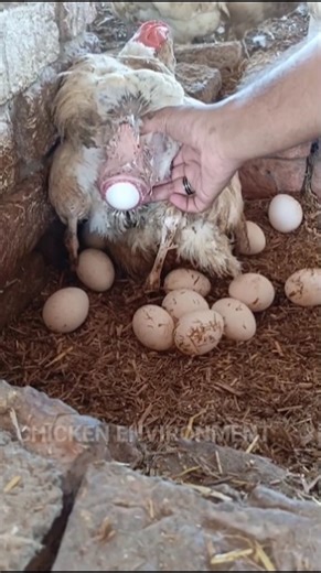 wow amazing lading egg #chicken #poultryfarming #farming #shorts