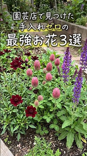 [Super Easy] Plant once and it will bloom again next year! 3 of the best low-maintenance flowers