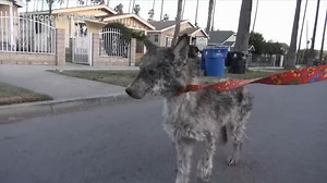 523K views · 9.1K reactions | That’s no dog! Here are wild animals that were mistaken for a different species. | Inside Edition | Facebook