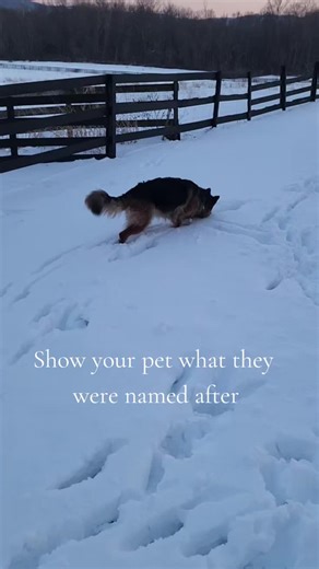 Understanding Thunder and Dogs: German Shepherd Reactions