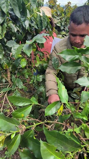 Pruning Arabica Coffee – Sustainable Farming in Da Lat #coffeetour #dalatcoffee #huyecovn