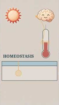 How Does Your Body Stay Balanced? 🧠⚖️ | Homeostasis Explained #Shorts