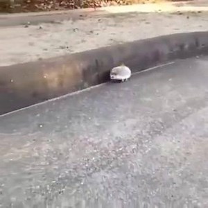 Sonic the Hedgehog! | United Geekdom Of GNU/Linux