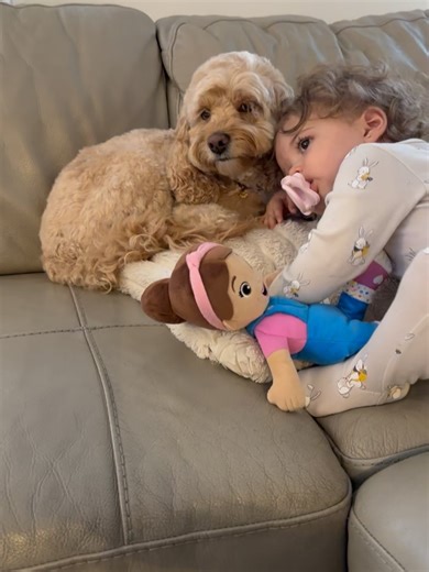 15K views · 334 reactions | Luna The Mini Cockapoo on Reels | Facebook