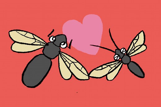 女王アリを捕まえてコロニーを飼育観察！結婚飛行の時期は？働きアリだけの観察は？ | るるぶKids