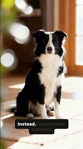 You might be making your dog’s anxiety worse #dogpsychology