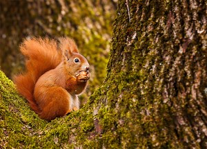 5 ways we can help endangered red squirrels