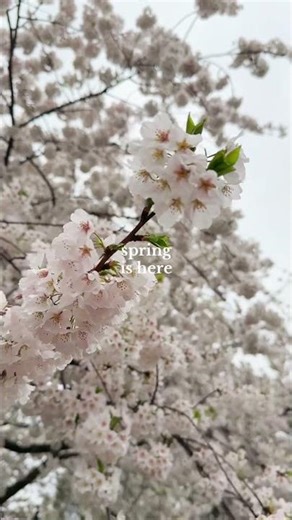 hello spring 🌸 #cherryblossom #springishere #hellospring #cherryblossomtree #gardentiktok