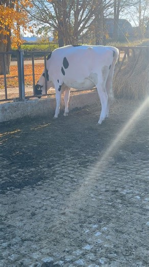 5 # 1 sexed Lambda x Caught A Vibe IVF embryos sell today in the Fun at the Falls sale. Here is a sample of the full sisters to these embryos. Vibe is becoming on one of the best brood cows we have worked with! | Kingsway Farms