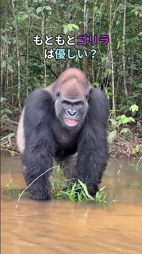 もともとゴリラは優しい？ #ゴリラ #家族