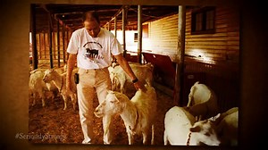 3 Craziest Science Experiments | SERIOUSLY STRANGE #41 Let's explore peculiar scientific endeavors, starting with Vladimir Demikhov, a Soviet scientist known for pioneering organ transplants. He went beyond by attempting head transplants on dogs, creating two-headed dogs with sometimes six legs. Another bizarre project involved genetically engineering goats to produce spider silk protein in their milk. The spider goat concept aimed to harvest strong spider silk for various applications, includin