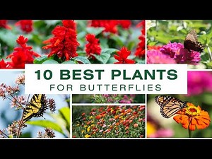 ▶️ 10 Plants to Attract Butterflies to Your Yard