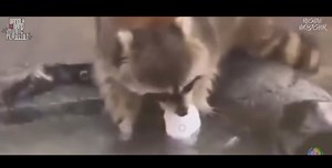 !? | Bangla Band Music Playlist