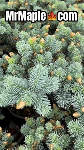 3 Dwarf Conifers to make your garden amazing from MrMaple.com #conifer #gardening #mrmaple