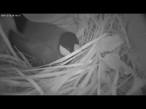 🐣 Lofi Live Bird : 4 oeufs dans le nid de Padda 🐧