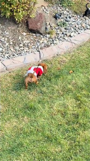 Penny the Dachshund Rolls Into Christmas! 🎅😂 | Santa Outfit Chaos #doxiedad #dogshorts #puppy