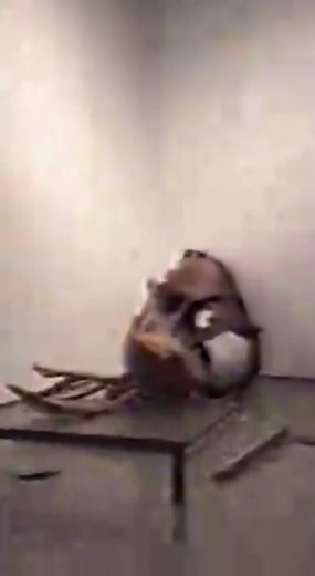 Deer Animatronic Disaster: A Showcase Gone Wrong