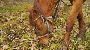 A brown horse plucking green grass in a pasture in the mountains. Horse eating grass and leaves from the ground. Close-up. A horse at rest during a horseback ride