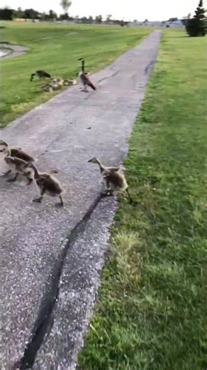 Canada Geese Hissing
