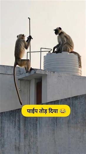 पाईप तोड़ दिया 🐒😂 #funny #thetharpuns #shilpisaroja #comedy