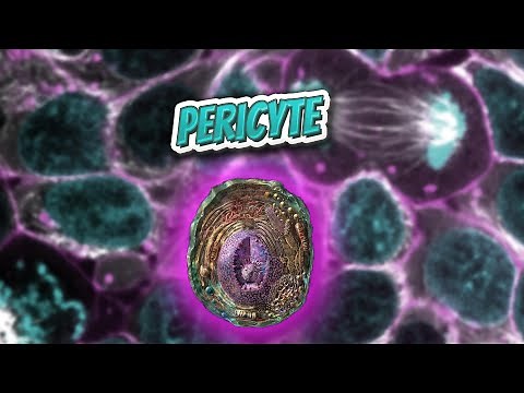 Pericyte (Everything Human Cells) 💬👁️🕺🔎✅