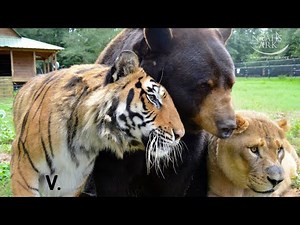 Tiger, Bear and Lion Live Together As Friends - Best of "The BLT" Trio