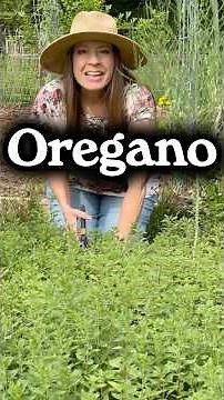 3 Tips For Flavorful Oregano