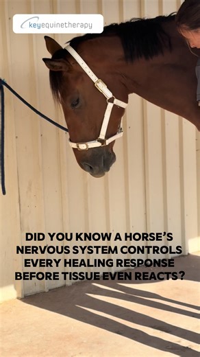 Did you know that a horse’s nervous system is the command centre for every healing response? Before a muscle softens, circulation increases or tissue releases, the brain has already decided the priority. Medkey works at that communication level, supporting the signal pathway first, so the body can adapt naturally underneath it. That’s why the medkey is a stand alone equine therapy product, real root cause healing and no bandaid effects! #horsesoftiktok #horse #medkey #equinetherapy #equinetherap